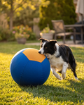 Kinetic Herding Ball for high-energy dogs — Border Collie driving the ball across a backyard