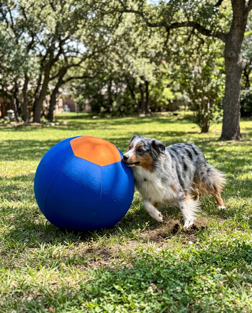 Australian Shepherd chasing and herding the Kinetic Herding Ball outdoors